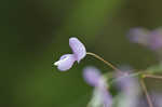 Nakedflower ticktrefoil